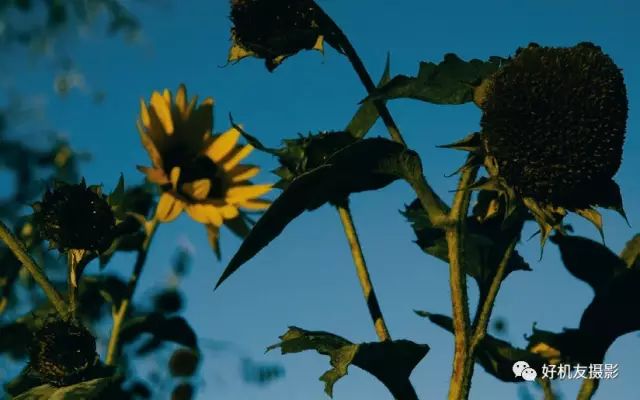 摄影基础知识及拍摄技巧,摄影拍摄技巧在哪里学