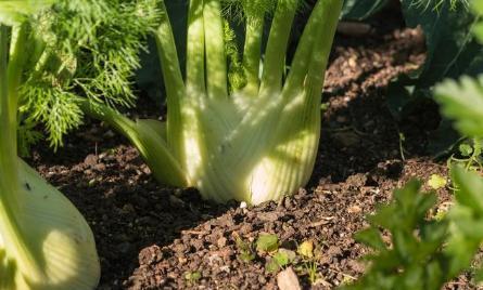 茴香如何种植在几月份种植合适,种大茴香几月份最合适种