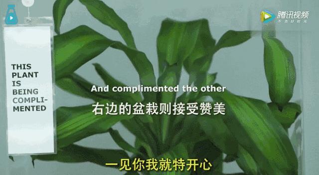 这一回，宜家开始“虐待”植物了！30天3D循环辱骂，活生生把植物给“骂枯”！