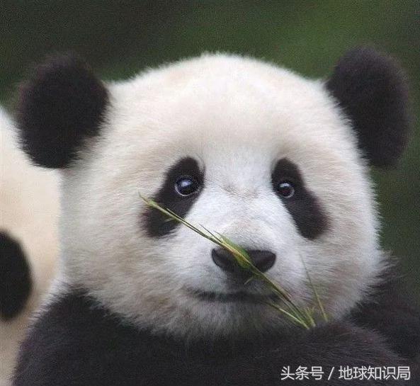 美帝再牛逼，遇见熊猫也得吸？地球知识局