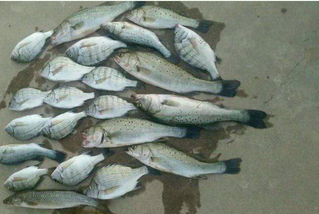 路亚需不需要饵料,当初是谁说玩路亚不烧钱表情包