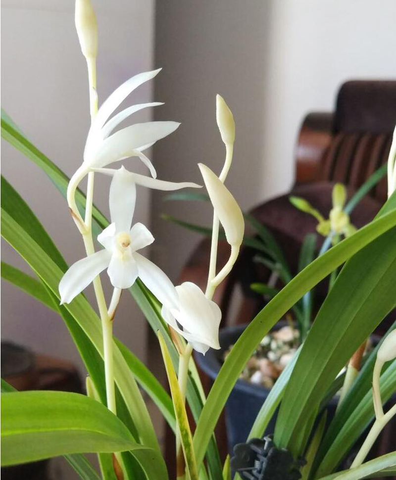 滇红素兰花养护技巧,大凤素兰花养护技巧