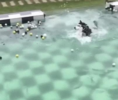 同样是用狗刨的二哈，为什么你却这么的浪？优秀！