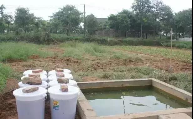 花生麸与黄豆饼哪个好,菜籽饼与花生麸哪种好