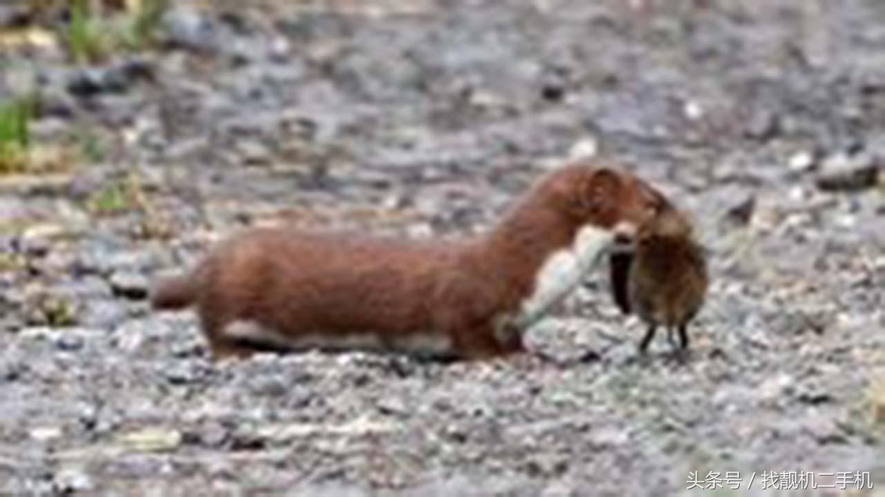 黄鼠狼来家里被打死了有什么征兆,家里打死黄鼠狼真的有报应吗