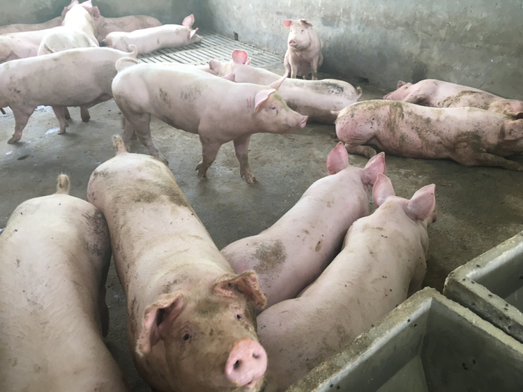 一起仔猪渗出性皮炎的治疗心得通俗易懂，养猪新手需牢记！
