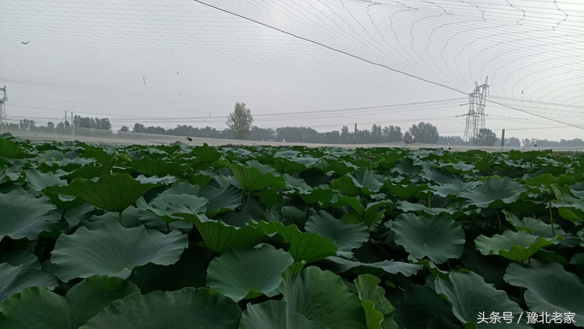 回乡创业利用稻田养泥鳅,泥鳅养殖脱贫