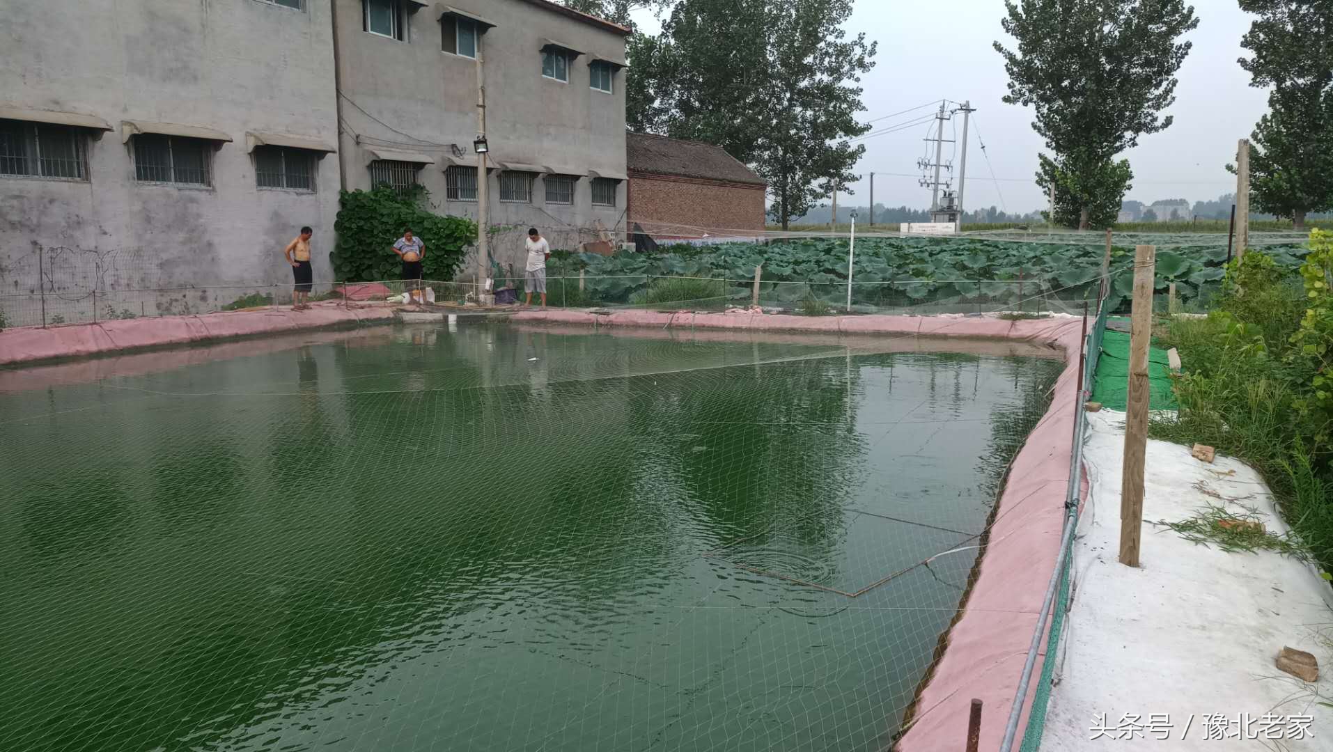 回乡创业利用稻田养泥鳅,泥鳅养殖脱贫