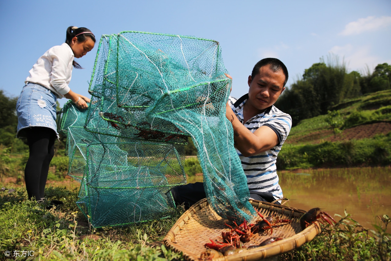 小龙虾养殖前景分析,小龙虾养殖经营模式有哪些
