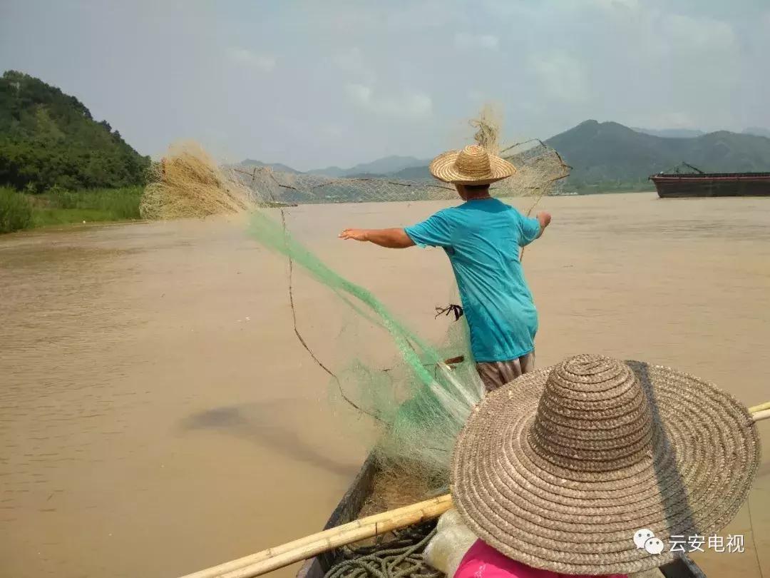 佛山南海九江的渔民在西江捕鱼,梧州西江渔民捕鱼