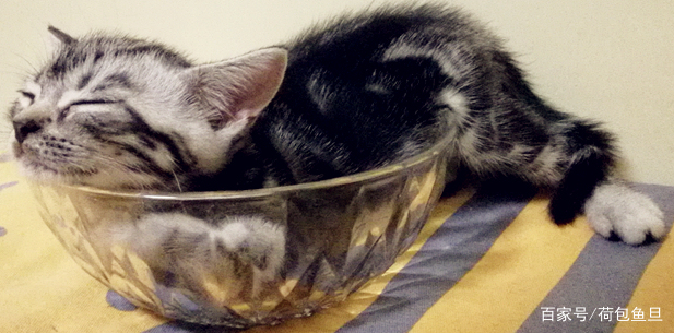 养一只猫家里好臭怎么办,养一岁猫该怎么清理粪便