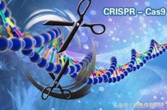 转基因和基因编辑的区别,转基因和基因编辑的植物有啥区别