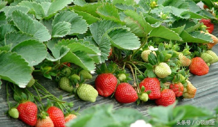 沈阳周边温泉度假村哪里好,沈阳周边别墅度假村