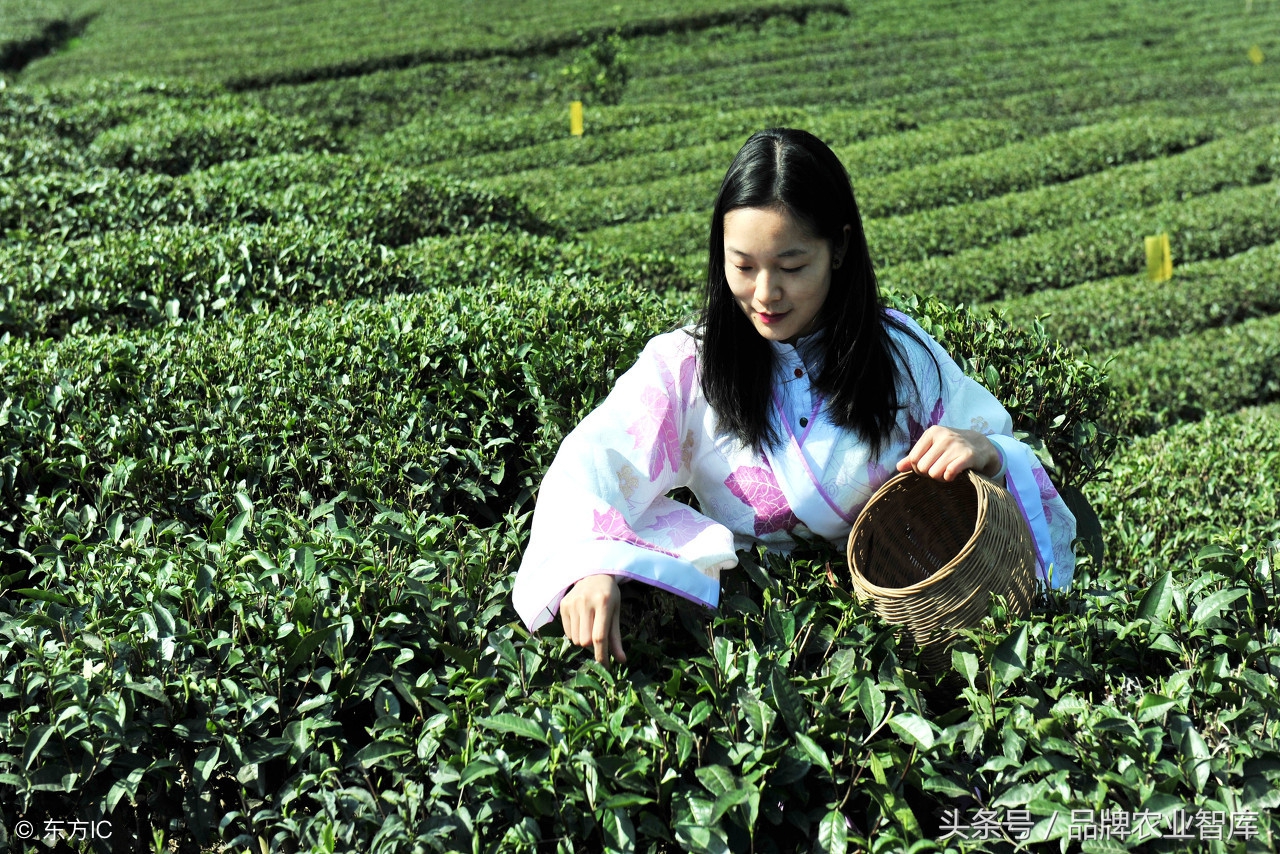 全国茶城茶叶市场最全名录,带大家看全国茶城