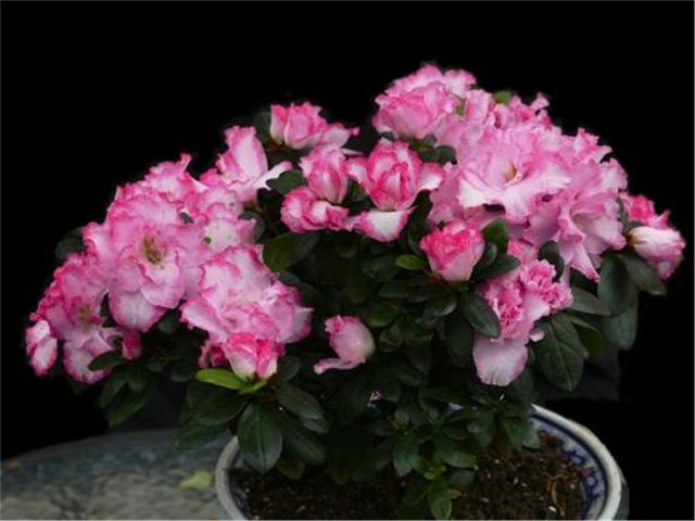 西洋杜鹃和毛杜鹃的区别图片,杜鹃和西洋杜鹃有什么联系