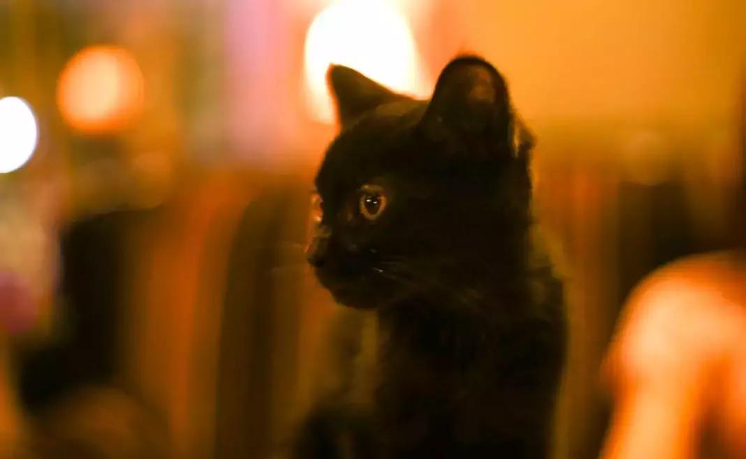 西安适合两个人微醺的清吧,洛阳适合闺蜜喝茶聊天的地方