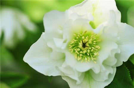 鑺辫澶у叏涓冨閫佽姳鏀荤暐,瑙ｅ咖鎯呰瘽