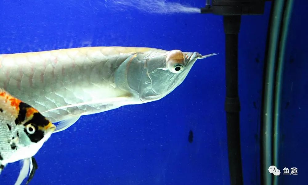 龙鱼眼睛撞破了怎么办,龙鱼吓到了要多久恢复