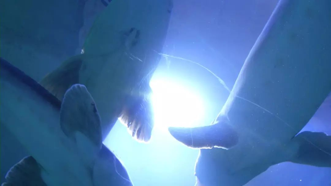 看日出、逗黑熊……从抚远出发穿越“两极”