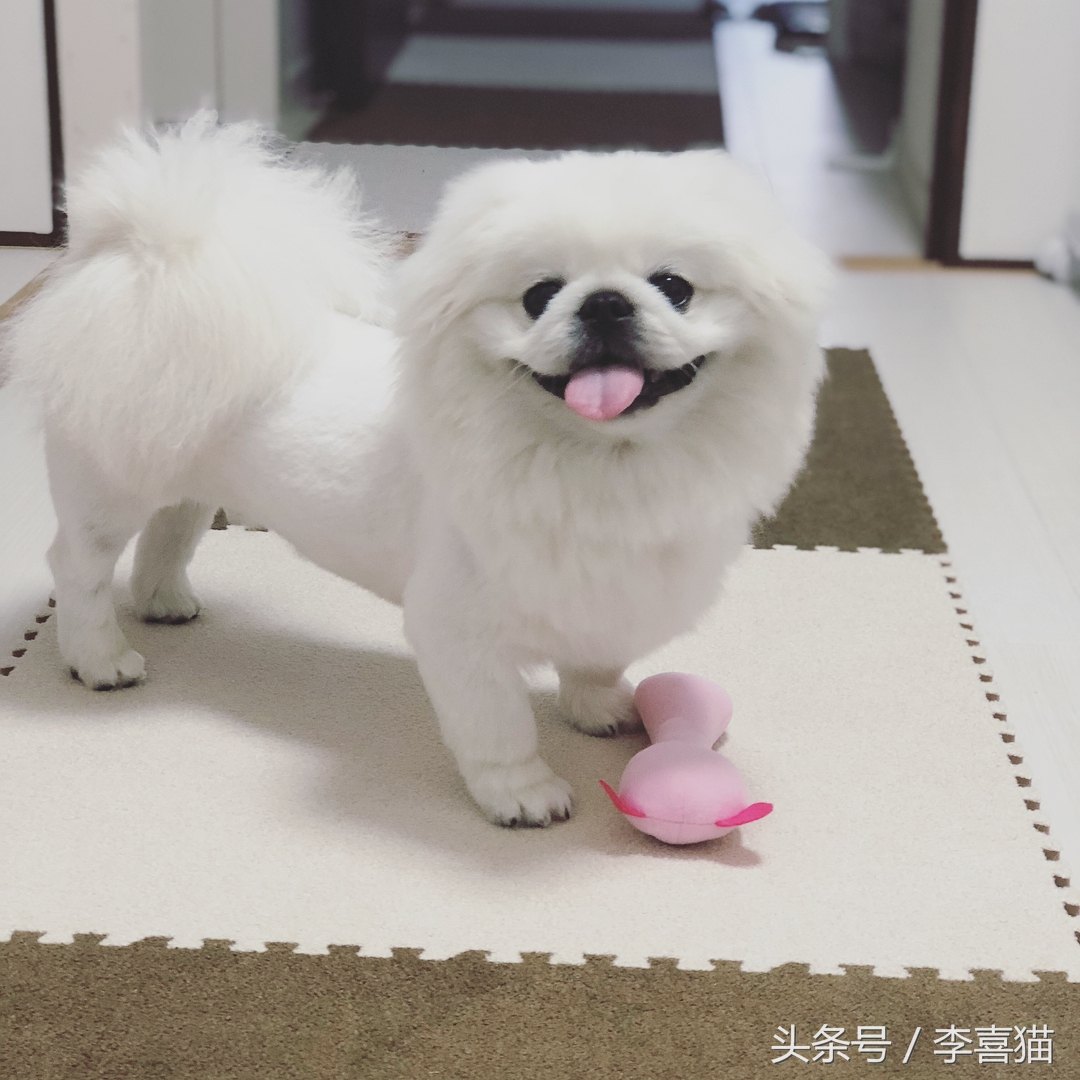 记忆中的狗狗不仅仅是童年的玩伴,记忆中的狗狗有哪些