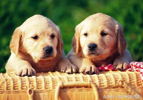 宠物狗舔到快愈合的伤口有事吗,被狗狗舔了一下就截肢了