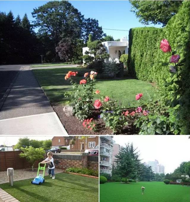 草坪该如何养护管理,楼顶花园草坪选择哪种比较好