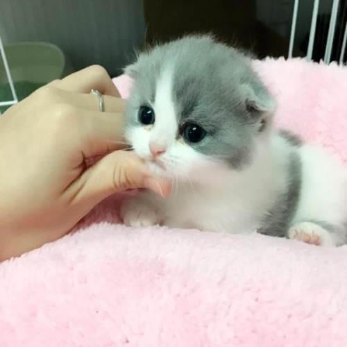 猫传腹441隔一天注射会影响药效吗,猫传腹除了用441还需要其他药吗