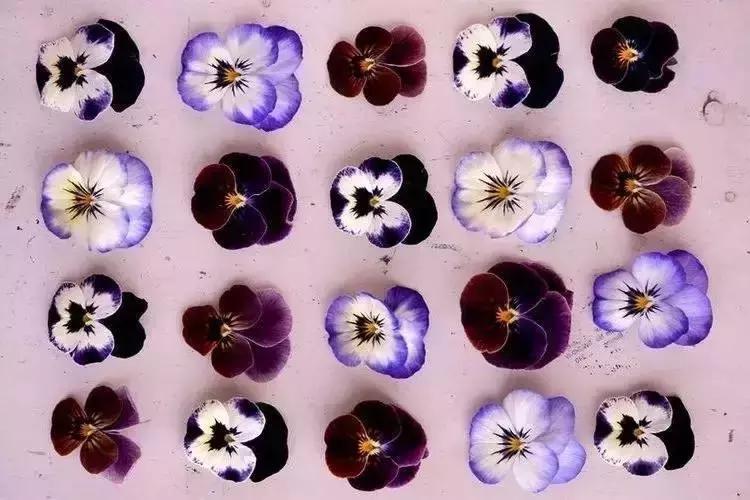 经典花卉品种推荐,现在最适合养的花卉品种