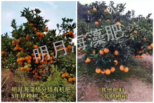 海藻颗粒肥真假对照表,雷力海藻肥效果好吗