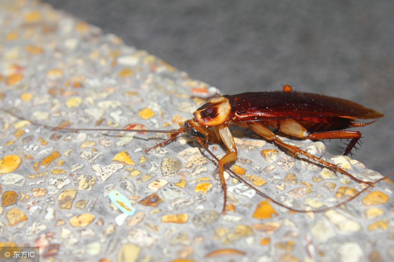家里蟑螂太多怎么能彻底清除蟑螂,家里蟑螂太多了求真实有效妙招