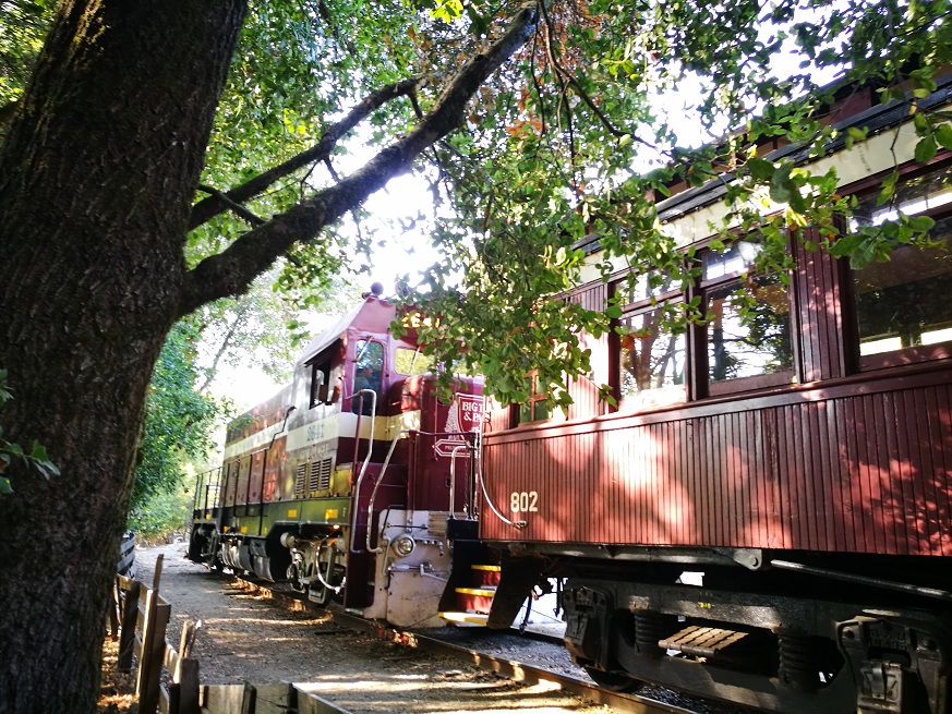 原始森林房车游记,红杉林房车自驾游