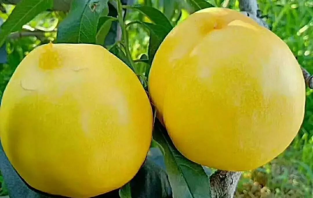 黄桃品种大全黄金黄桃,斑点脆油桃