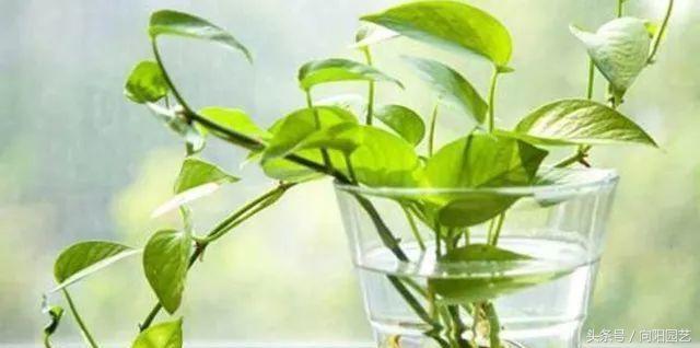 为什么绿萝水培不烂根土培烂根呢,绿萝烂根怎么补救最好技巧