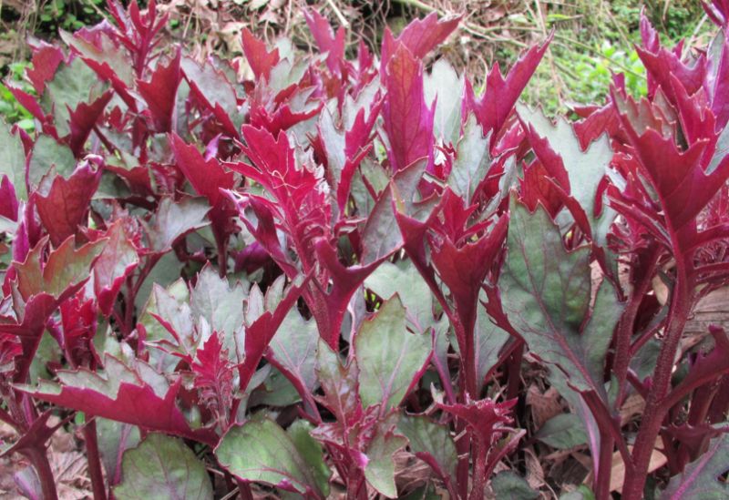 一盘“秋葵”下肚，济南一男子失去意识！菜市场里的这些“毒菜”看清楚了，千万别买错了！