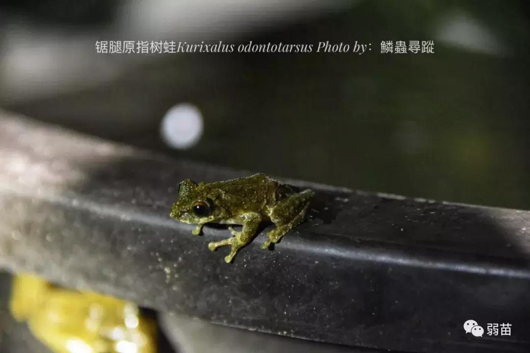 西双版纳四日博物之旅，都有哪些新发现