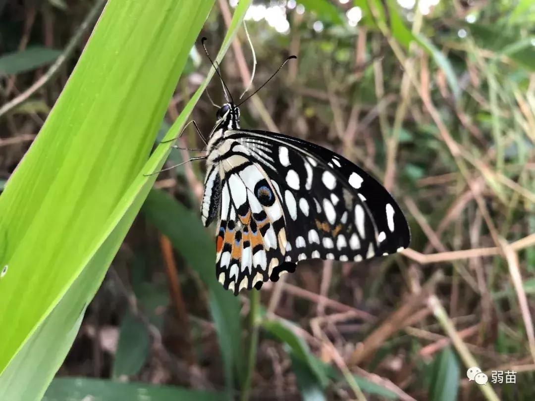 西双版纳四日博物之旅，都有哪些新发现