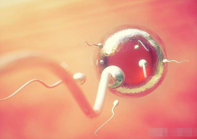 精子排出后就会活动吗,精子和卵子结合后能活多久