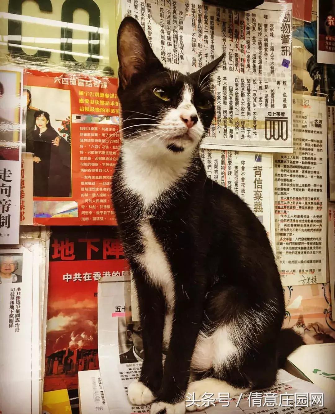 这是一家被喵星人占领的书店