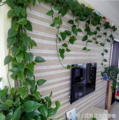 绿萝用什么药长得快长得好,长期吃的三种药让你的绿萝疯长