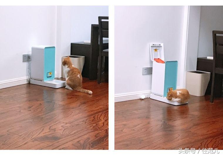 装修对猫咪的影响,怎么减少装修对猫的影响