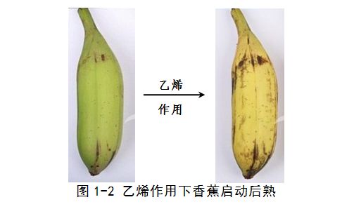 「系列科普读物-果蔬贮藏保鲜技术与设施问答」保鲜特性30问