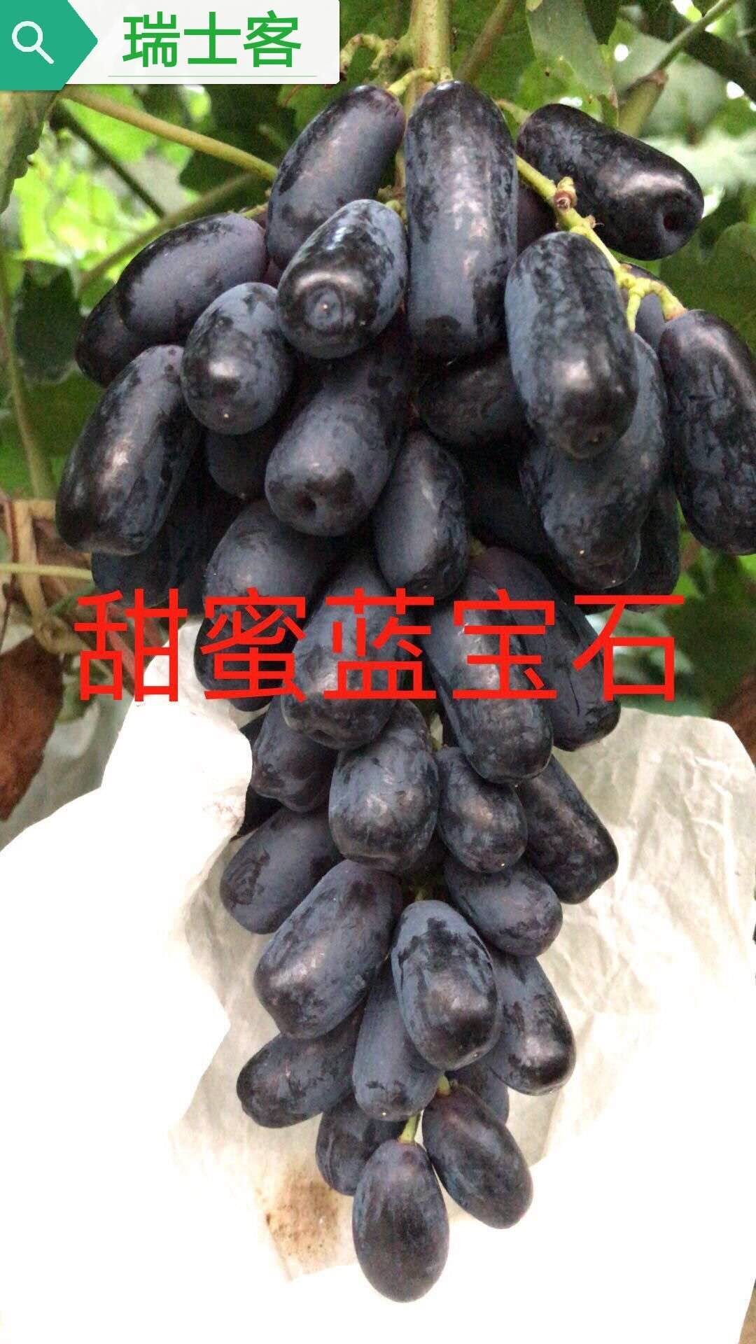 巨峰葡萄最新早熟品种,最适合巨峰葡萄最新种植技术