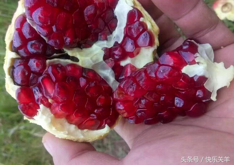 会理石榴之乡突尼斯软籽石榴,会理县软籽石榴之乡