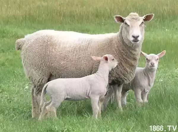 世界最好的羊种排名,世界上最好的羊是哪个羊