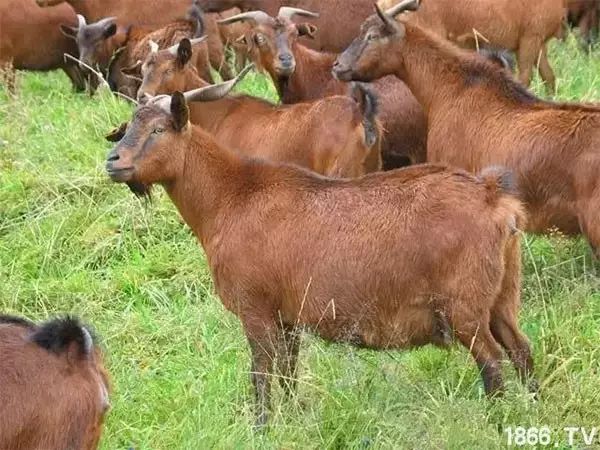 世界最好的羊种排名,世界上最好的羊是哪个羊