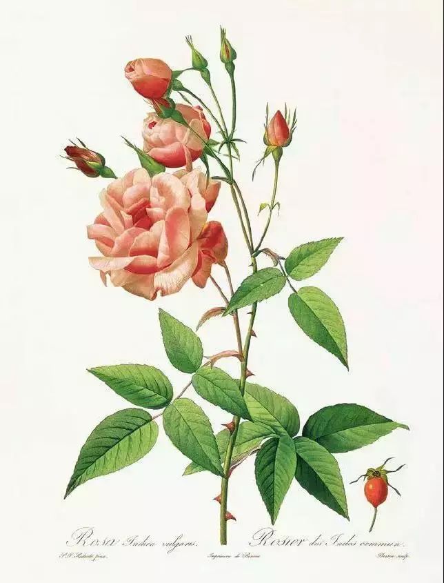 情人节想要给你永不褪色的浪漫,情人节送给彼此的浪漫