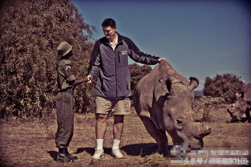 犀牛角的特征和图片,犀牛角的种类图片大全