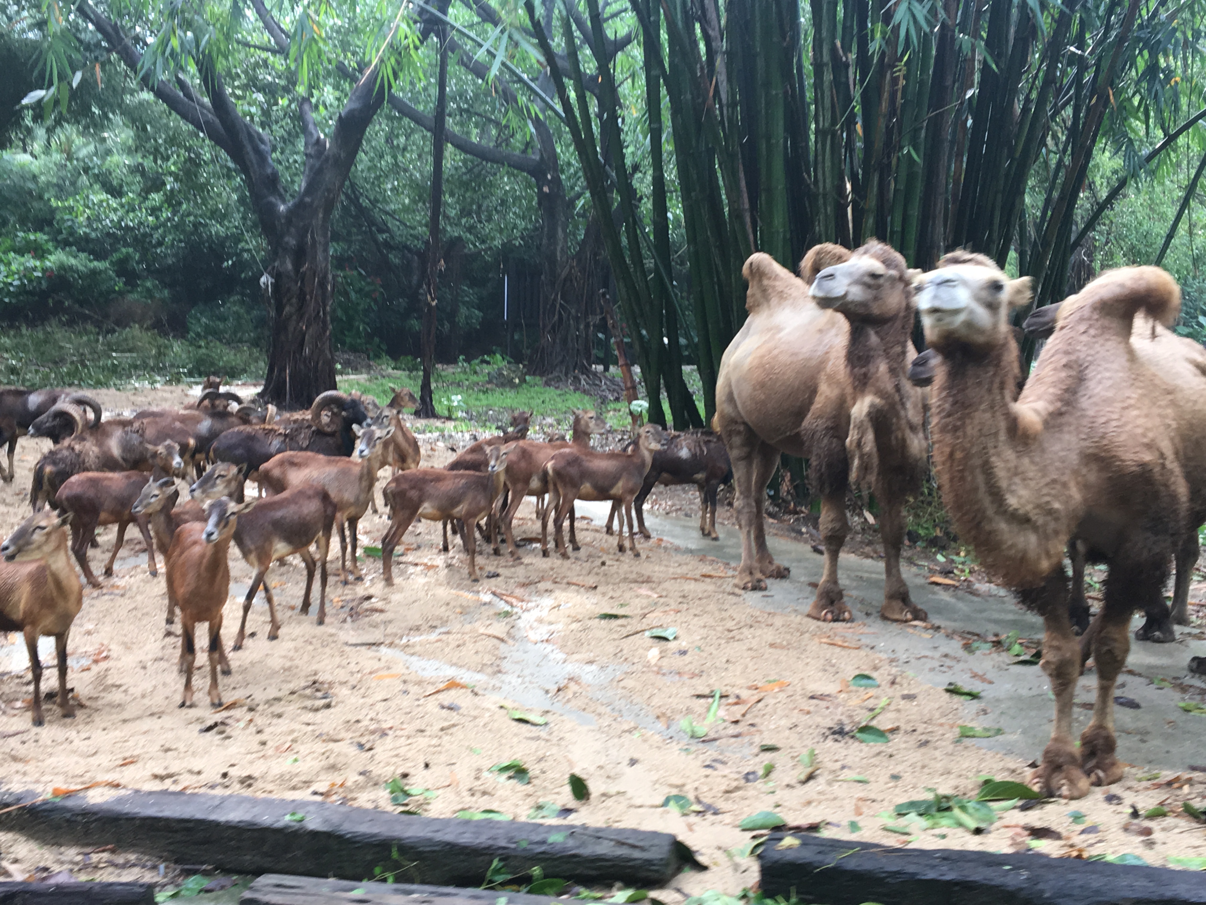 长隆野生动物园游玩攻略,长隆野生动物园