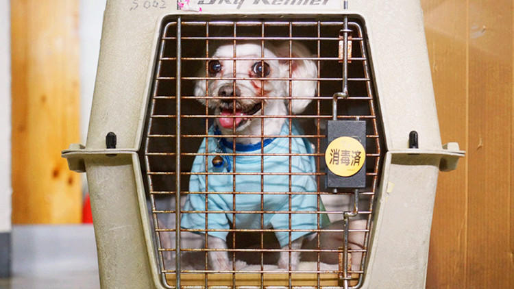 主人隔离狗狗独自在家,狗狗独自在家嚎叫原因