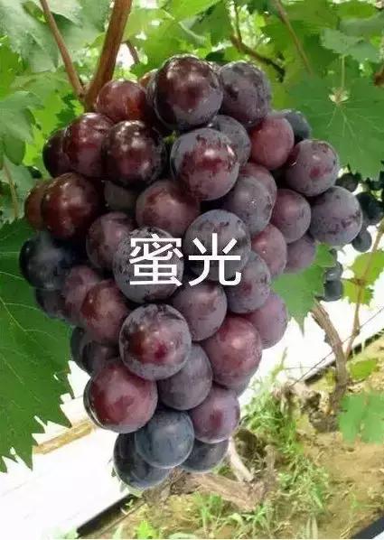 好种又好卖的15个葡萄品种,好种的葡萄苗